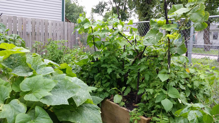 347MBgarden2